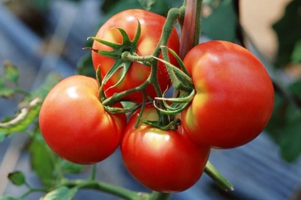 5 летних продуктов для стройности