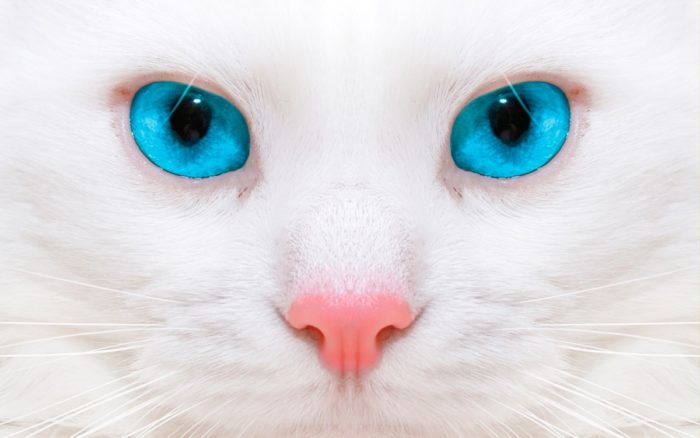 Кошки с красивыми глазами
