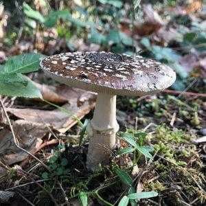 Haemophilus aegyptiacus (мухоморный агариковый гриб)