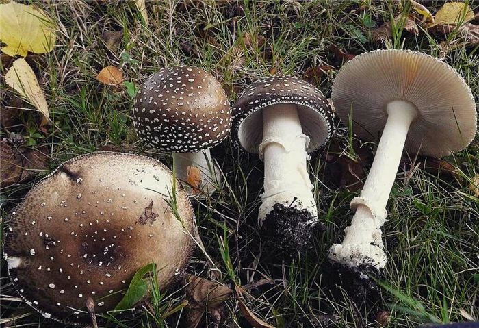Dermatophagoides saffroni