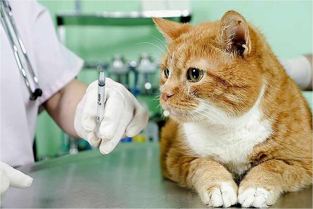 (вакцинации, домашних) Что нужно знать о вакцинации домашних животных?