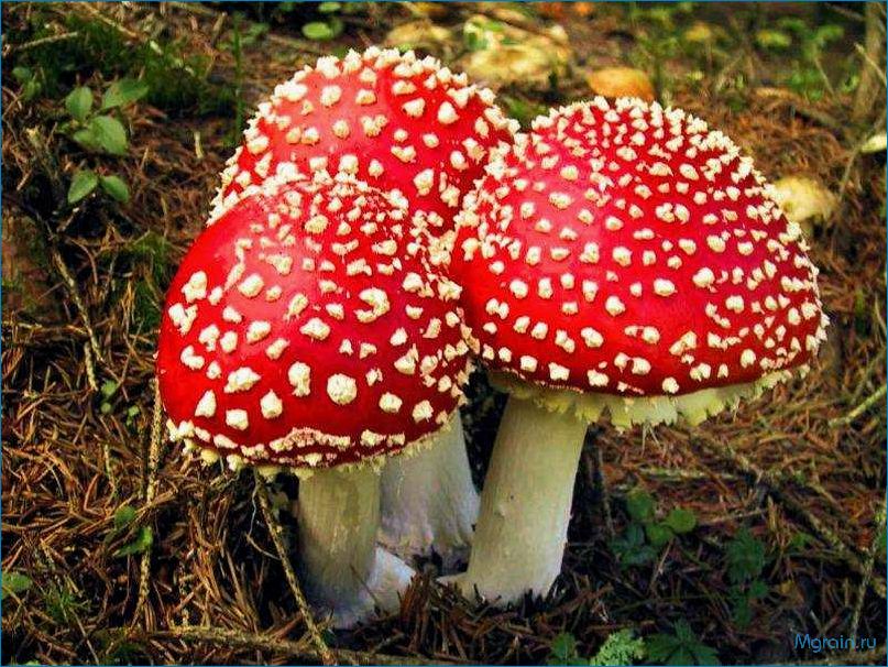 Мухоморы: описание, виды, свойства