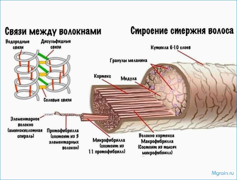 (строение, волос) Свойства волос. Структура, типы и способы ухода