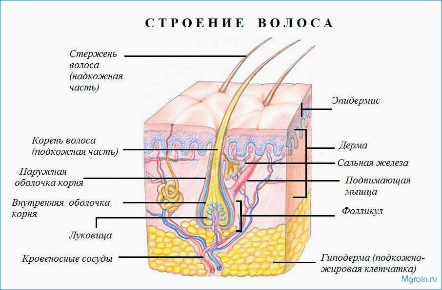 (строение, волос) Свойства волос. Структура, типы и способы ухода