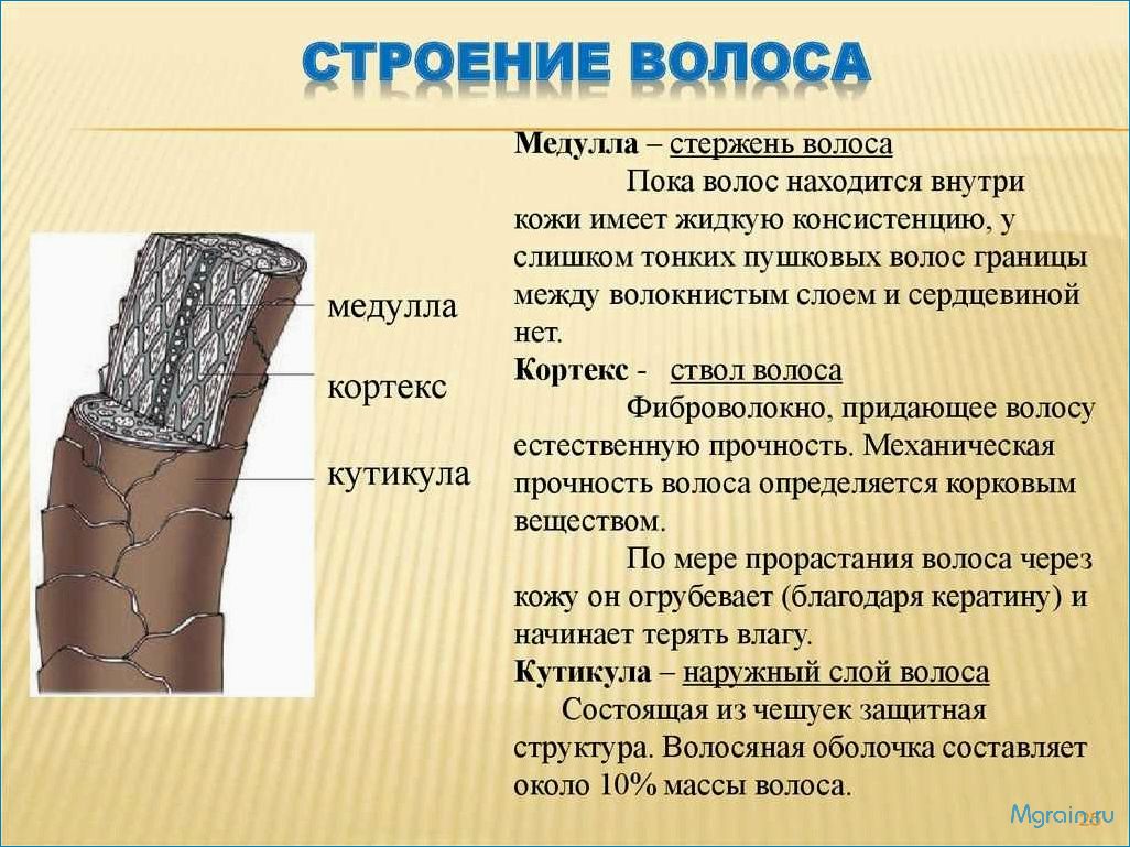 (строение, волос) Свойства волос. Структура, типы и способы ухода