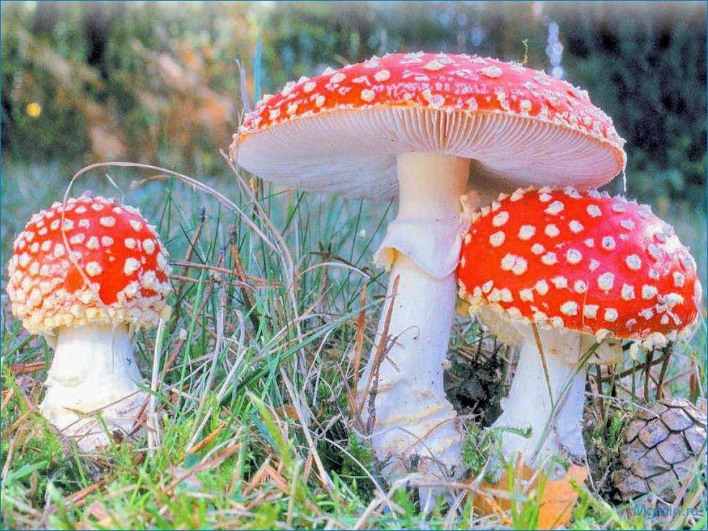 (зачарованные, красотой, опасные, загадочные, мухоморы) Зачарованные красотой, опасные и загадочные — мухоморы — волшебные обитатели леса