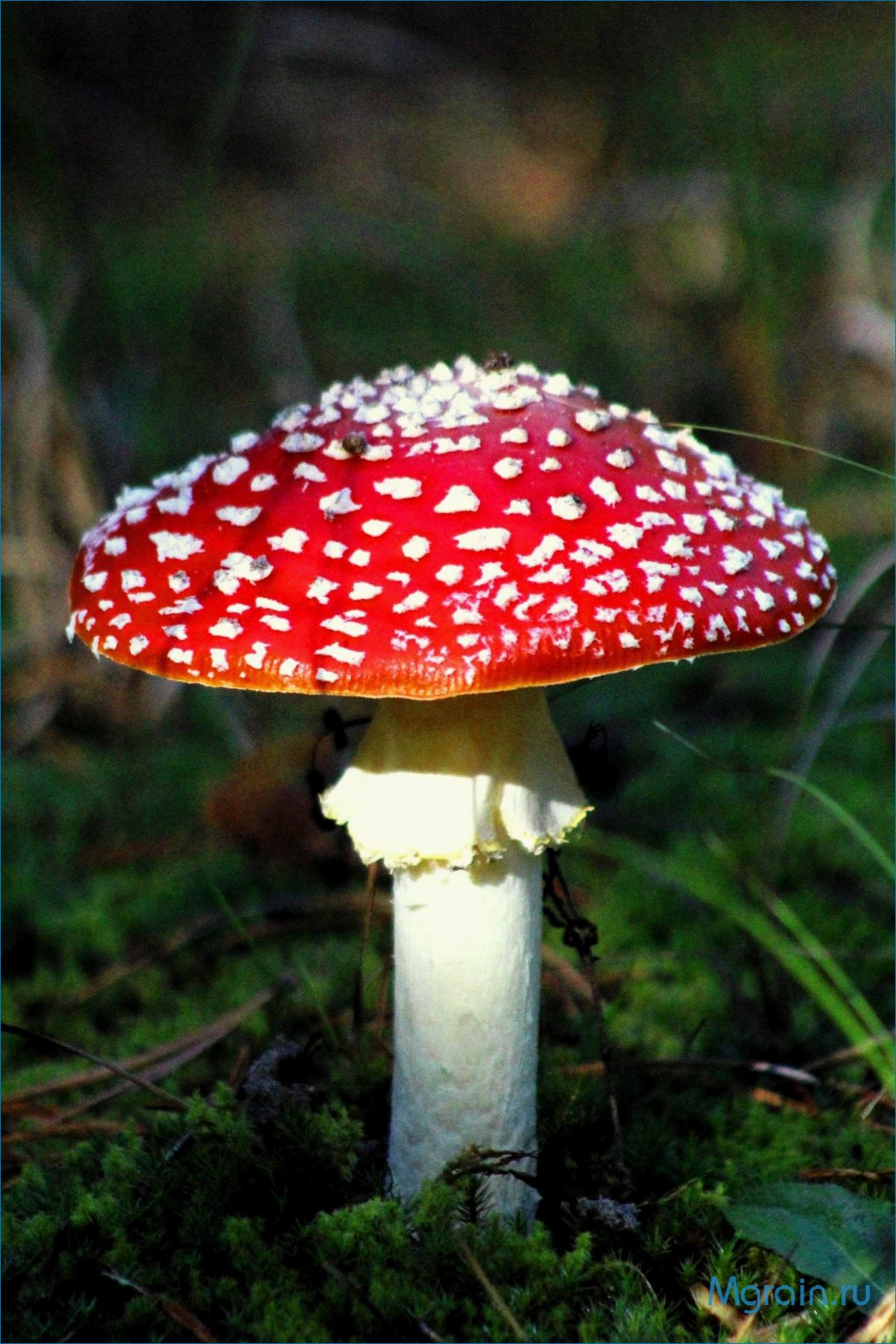 (зачарованные, красотой, опасные, загадочные, мухоморы) Зачарованные красотой, опасные и загадочные — мухоморы — волшебные обитатели леса