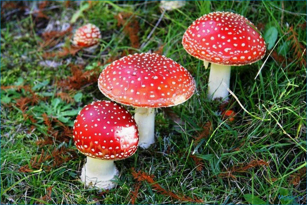 Загадочные и многогранные мухоморы